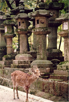 Hirsch und Laternen (Nara)